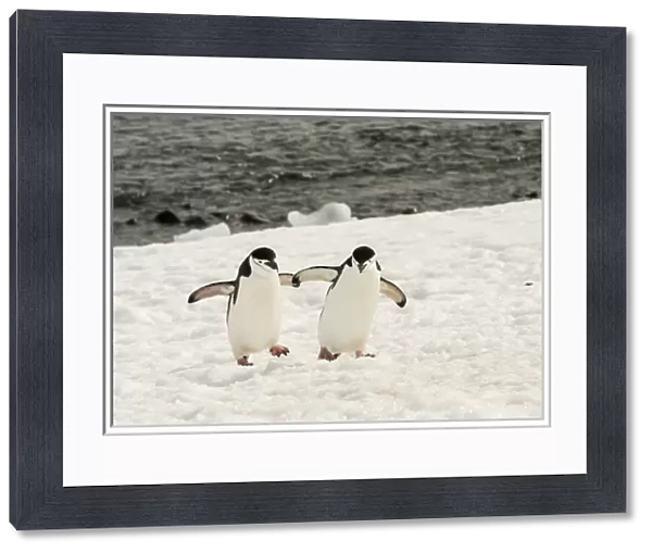 Antarctica, Chinstrap, Penguin, Walking Pair