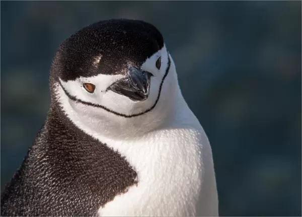 Antarctica, penguin, headshot