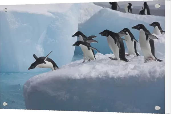 A group of adelie penguins run towards the edge of the iceberg they are resting