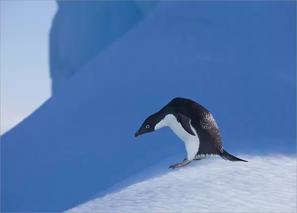 An adelie penguin stands on a blue iceberg near its colony on Devil Island