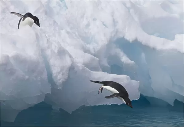 A pair of adelie penguins leap off the edge of the iceberg they were resting