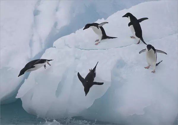 A group of adelie penguins leap off the edge of the iceberg they were resting