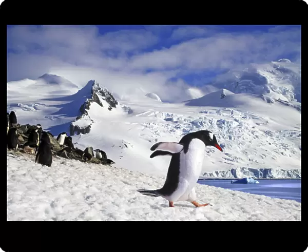 Gentoo penguin (Pygoscelis papua) waddles away from its rookery toward the Arctic