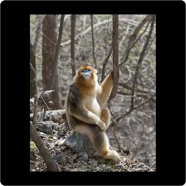 Qinling Mountains, Male Golden Monkey sitting under trees