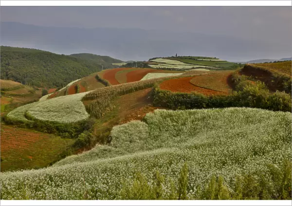 Kunming Dongchuan Red Land area landscape of crop land and rolling hills