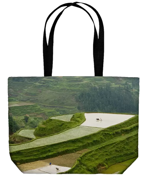 Rice Terraces, Eastern Guizhou Province, China