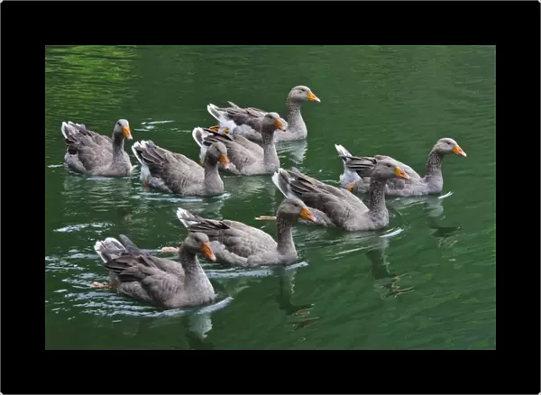Ducks on the lake, Zhejiang Province, China