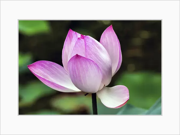 Pink Lotus Blooming and Close Up Lotus Pond Temple of the Sun Beijing China