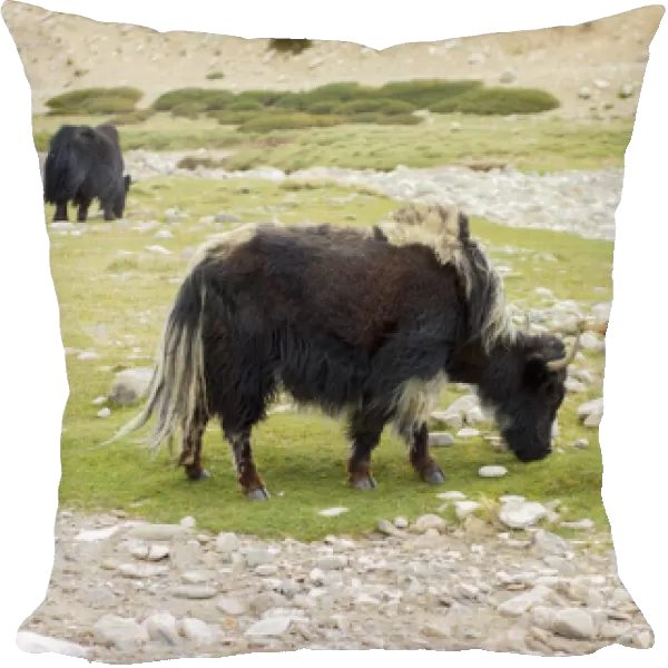 India, Jammu & Kashmir, Ladakh two black yak eating grass on a dry creek bed