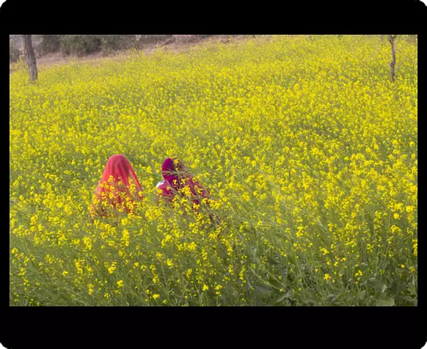 Asia, India, Rajasthan, Khichan village, women sitting in field of mustard flowers in bloom