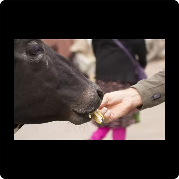 India, Uttar Pradesh, Varanasi. feeding the sacred cow