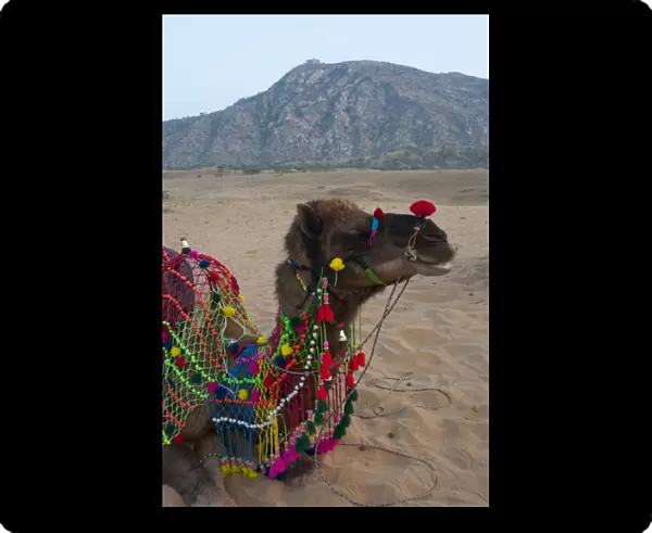 Brightly decorated camel, Pushkar, Rajasthan, India