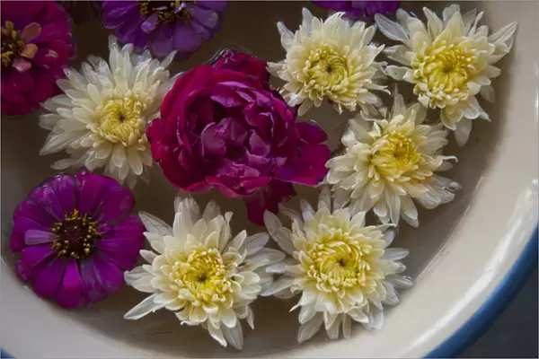 Flowers in a bowl of water, Rawal Jojawar Hotel, Jojawar, Rajasthan, India