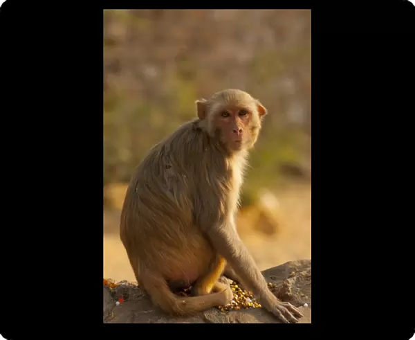 Rhesus Monkey, Monkey Temple, Jaipur, Rajasthan, India