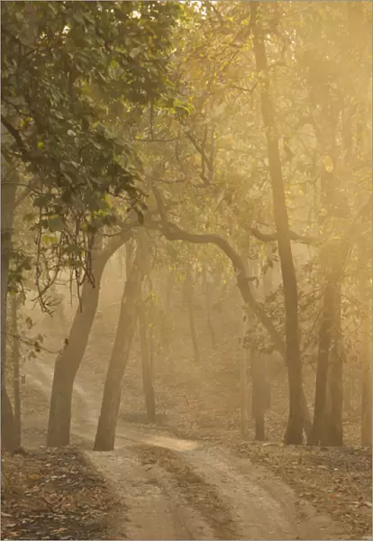 Asia, India, Bandhavgarh National Park, early morning fog, tree lined road