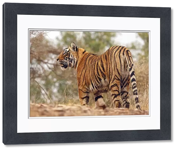 Royal Bengal Tiger on uphill, Ranthambhor National Park, India