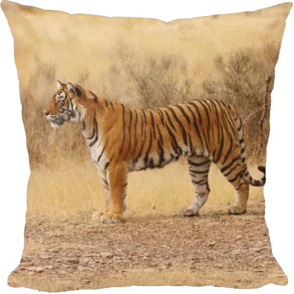 Royal Bengal Tiger in the dry grassland, Ranthambhor National Park, India