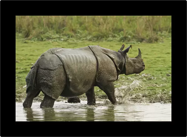 One-horned Rhinoceros, coming out of jungle pond, Kaziranga National Park, India