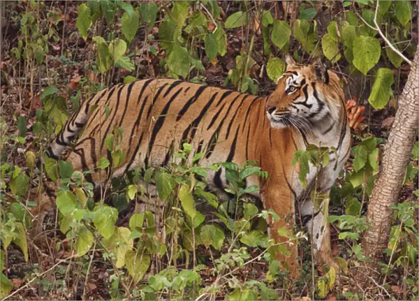 Royal Bengal Tiger in the Sal forest