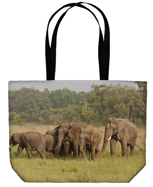 Indian  /  Asian Elephant, herd on the move, Corbett National Park, India
