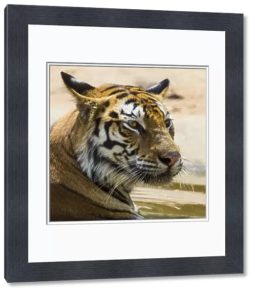 Asia. India. Female Bengal tiger (Pantera tigris tigris) enjoys the cool of a water