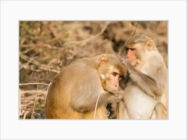 Monkeys. Keoladeo Ghana National Park. Unesco biosphere reserve. Rajasthan. India