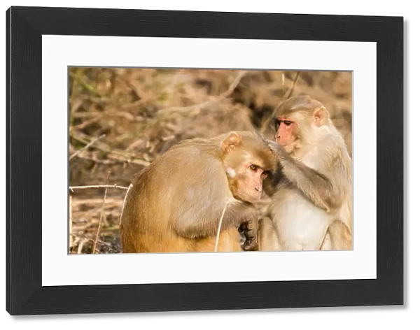 Monkeys. Keoladeo Ghana National Park. Unesco biosphere reserve. Rajasthan. India