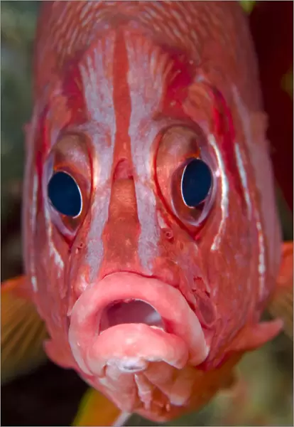 Indonesia, Papua, Raja Ampat. Close-up frontal view of colorful squirrelfish. Credit as