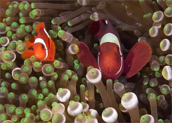 Indonesia, Raja Ampat. Two spinecheek anemonefish swim among anemone tentacles for protection