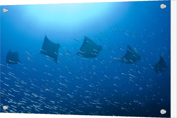 Indonesia, Papua, Raja Ampat. Five rays swim past baitfish