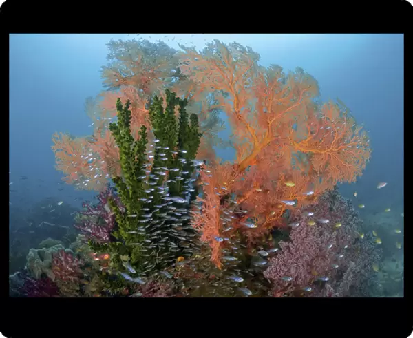 Indonesia, Papua, Raja Ampat. Colorful reef scenic