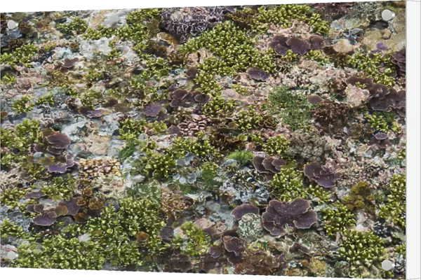 Indonesia, Papua, Raja Ampat. This photo was taken at very low tide. The corals