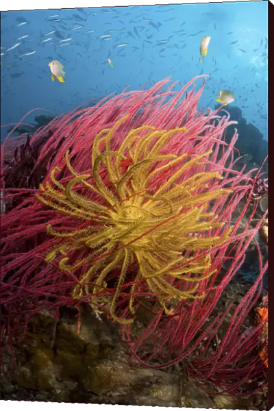 Indonesia, Papua, Pisang Islands. Two varieties of feather star crinoids. Credit as