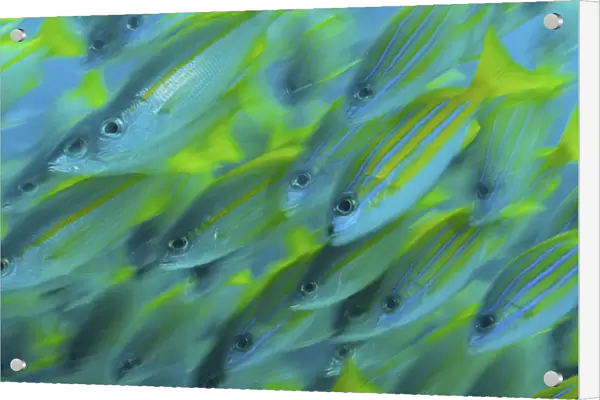 Indonesia, Papua, Raja Ampat. Abstract close-up of snapper fish