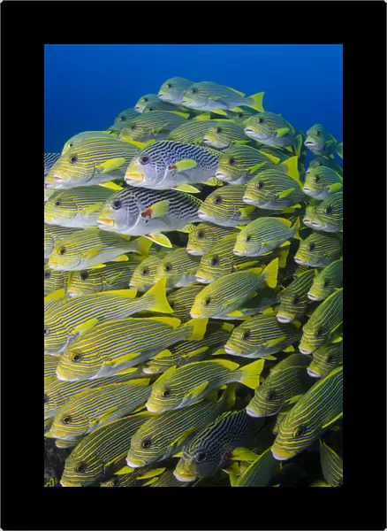 Indonesia, Papua, Raja Ampat. Schooling swetlips fish