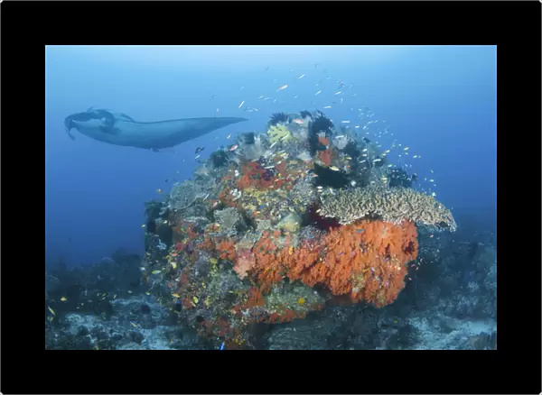 Indonesia, Papua, Raja Ampat, Dampier Strait. Manta ray near coral formation. Credit as
