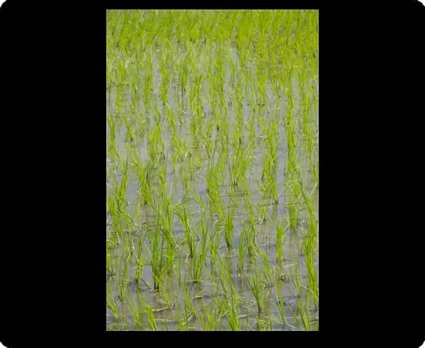 Indonesia, Island of Lombok. Typical Indonesian rice paddy, newly planted crop