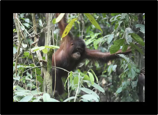 Malaysia, Borneo, Sepilok, Orangutan in the rainforest