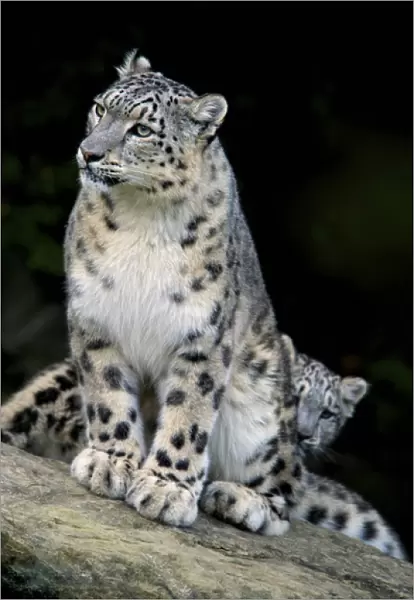 Snow Leopard, Uncia uncia, Panthera uncia, Asia