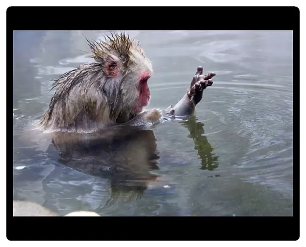 Asia, Japan, Nagano Mountains. Japanese macaque or snow monkey soaks in hot spring water