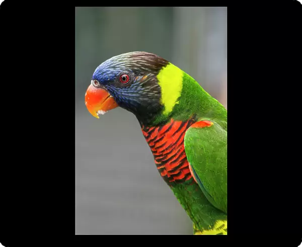 Singapore, Jurong Bird Park. Colorful Australian lorikeet