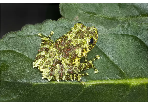 Southeast Asia, Vietnam. Close-up of mossy tree frog on leaf