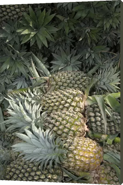Asia, Vietnam. Pineapples in the hold of a Mekong River boat, Can Tho