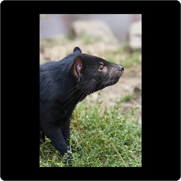 The Tasmanian Devil (Sarcophilus harrisii) is the largest of the Dasyuridae, strictly protected