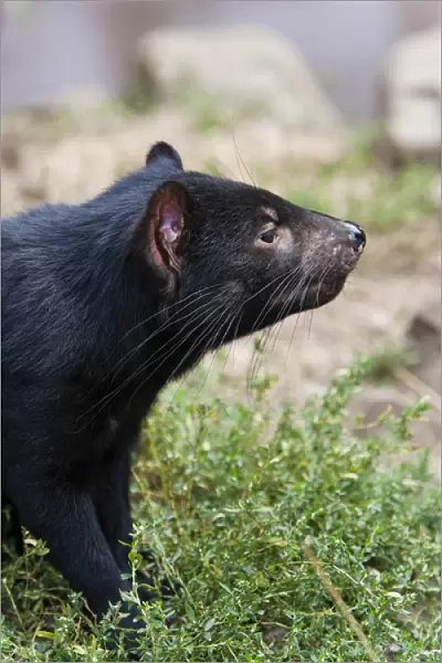 The Tasmanian Devil (Sarcophilus harrisii) is the largest of the Dasyuridae, strictly protected