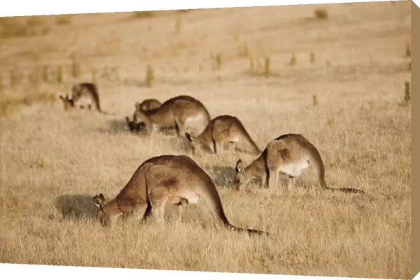 Eastern Grey Kangaroo or Forester Kangaroo (Macropus giganteus), group grazing