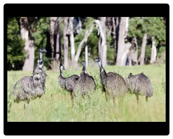 Emu (Dromaius novaehollandiae). The Emu is quite common in Australia and is also