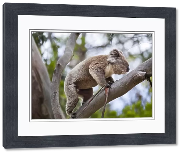 Koala (Phascolarctos cinereus) in tree, Australia