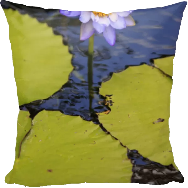 A bright purple water lily on the waters of Lake Barrine, The Atherton Tablelands
