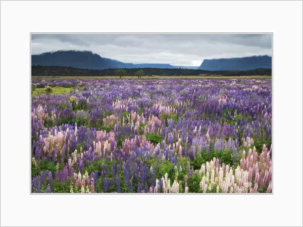New Zealand, South Island. Blooming lupine near the town of TeAnua